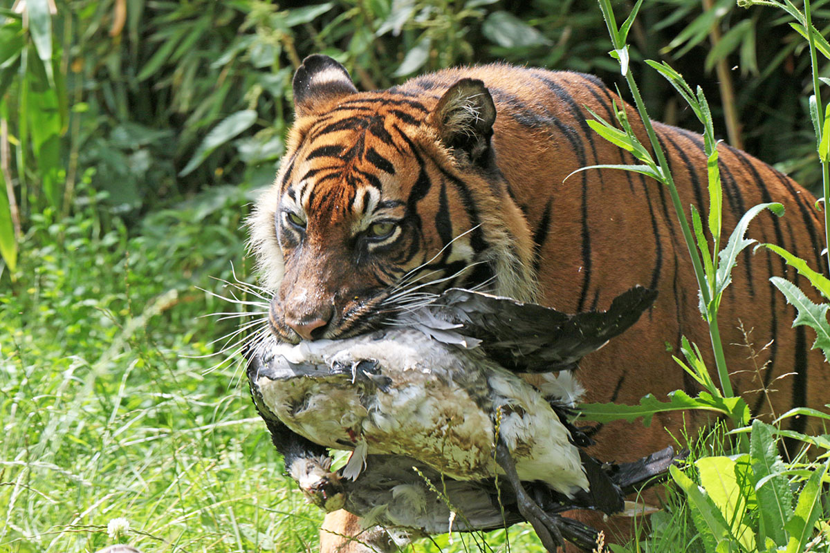 Sumatraanse tijger - Blijdorp